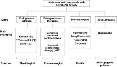 The Impact of Estrogen and Estrogen-Like Molecules in Neurogenesis and Neurodegeneration: Beneficial or Harmful?